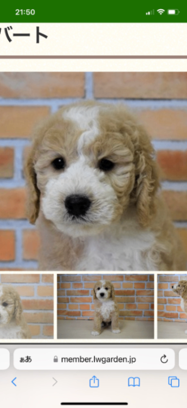 ポルトの子犬の頃