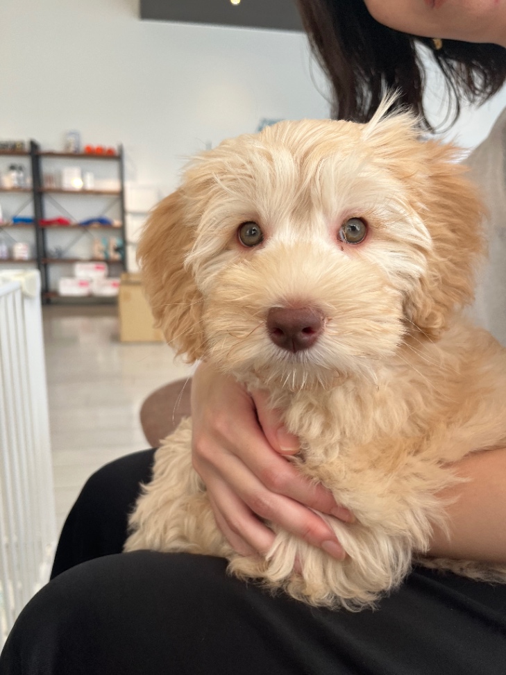 みりんの子犬の頃