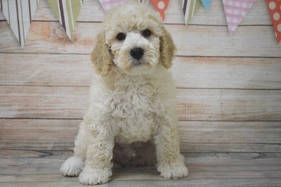 フレの子犬の頃