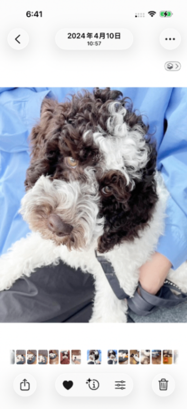 ウギーの子犬の頃