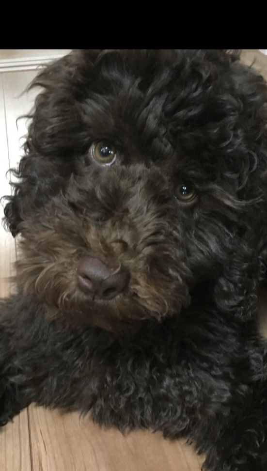 マーレの子犬の頃