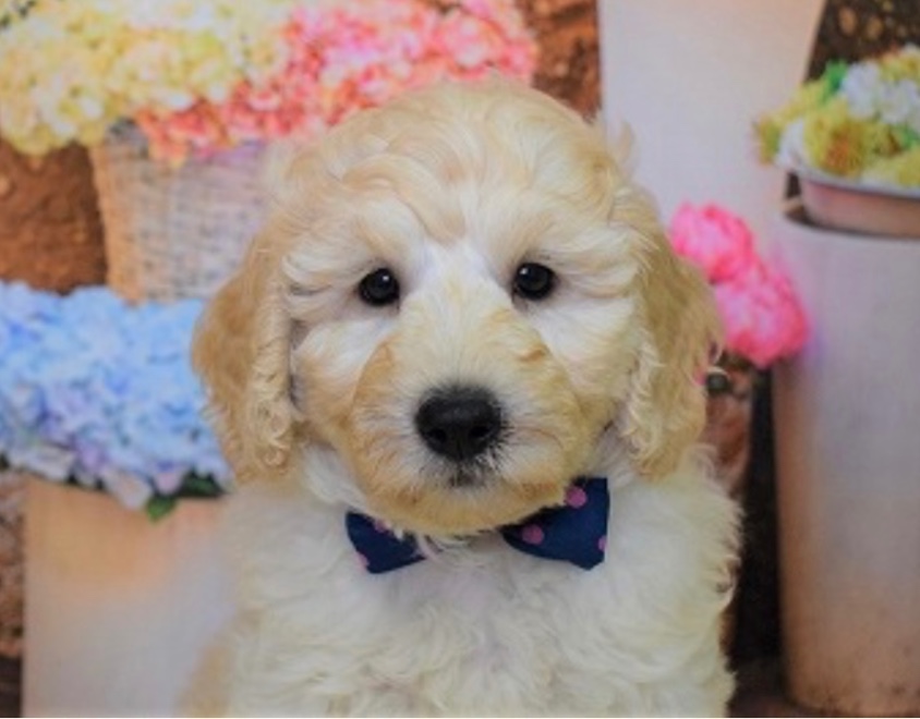 dab/ダブの子犬の頃