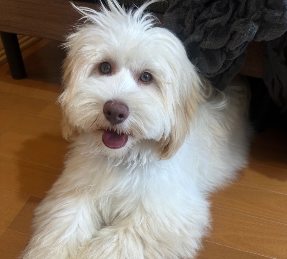 セパの子犬の頃