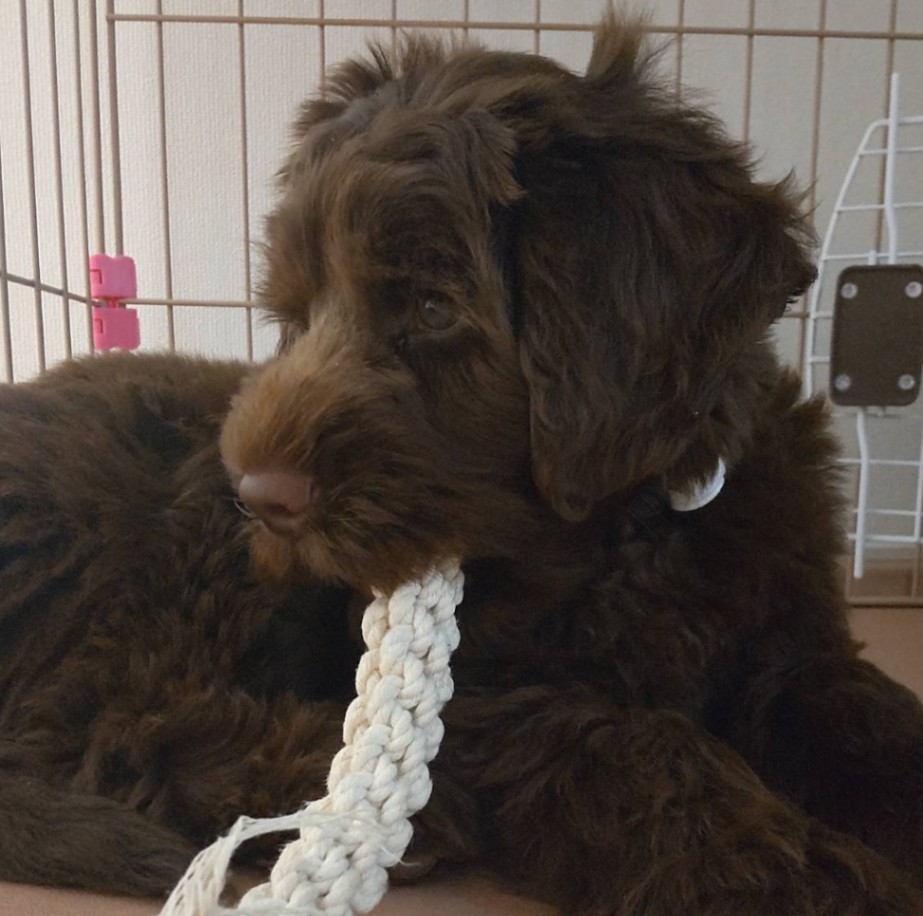 小太郎の子犬の頃