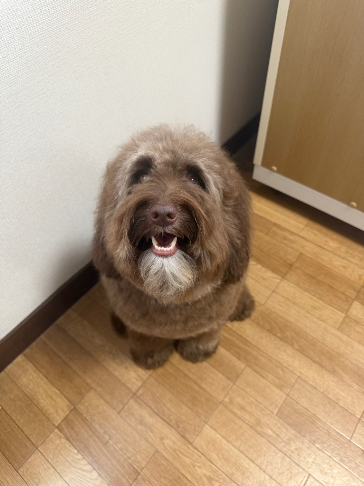 トーファの写真