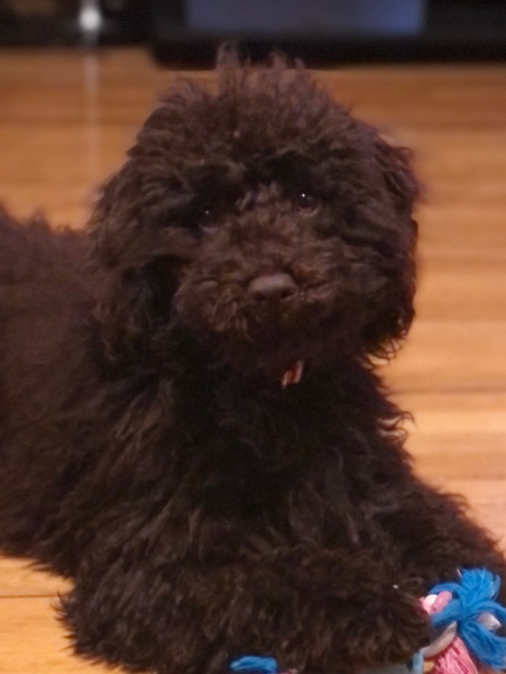 アデルの子犬の頃