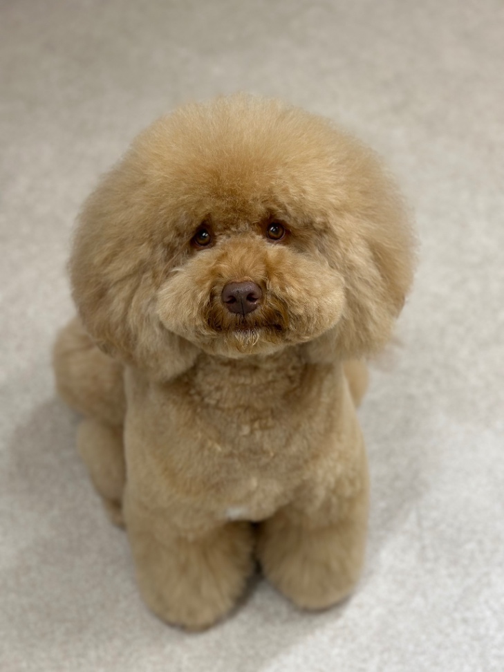 パルフェの写真