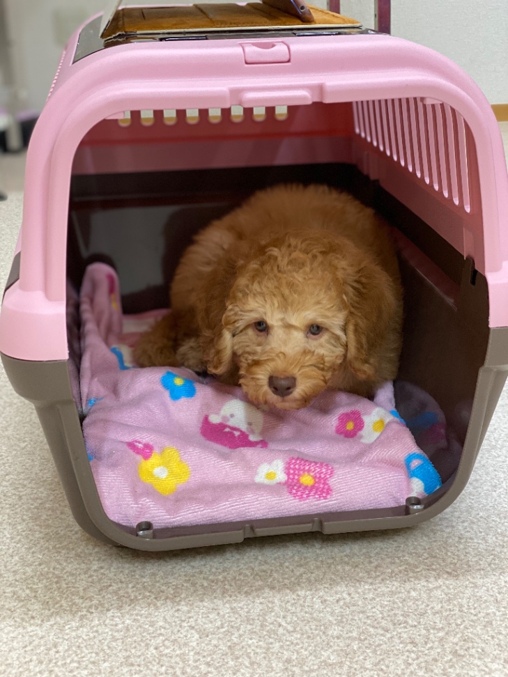 パルフェの子犬の頃