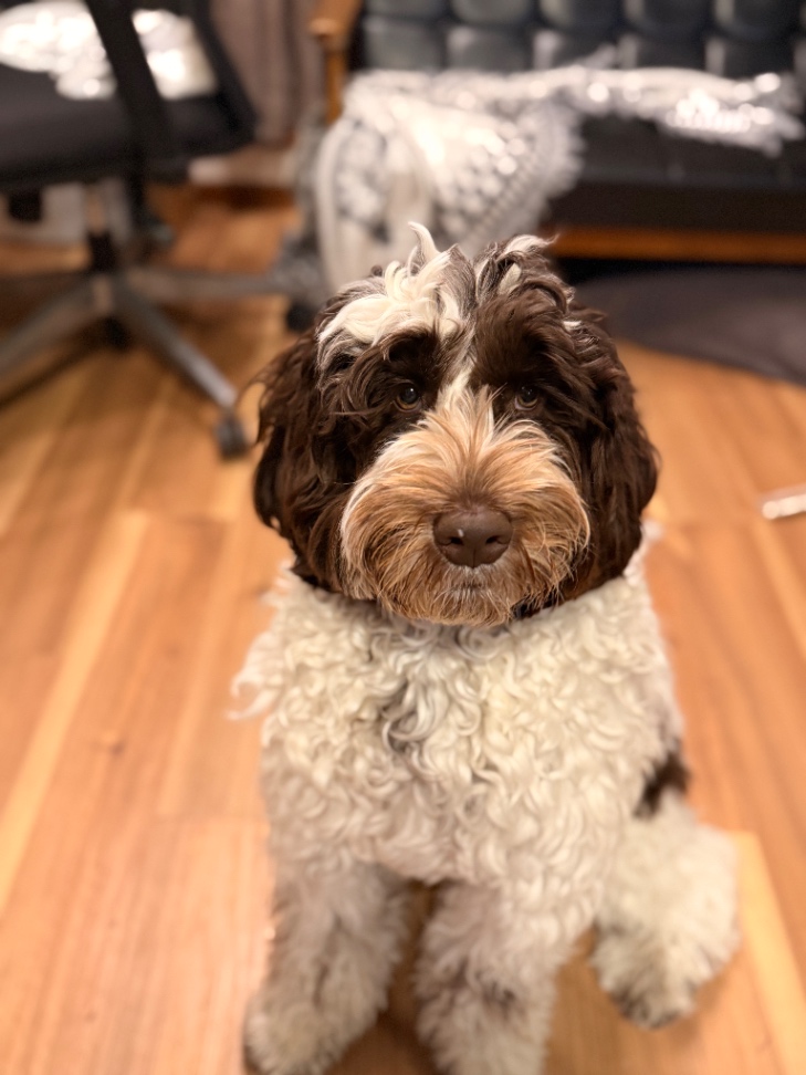 サンゴの子犬の頃