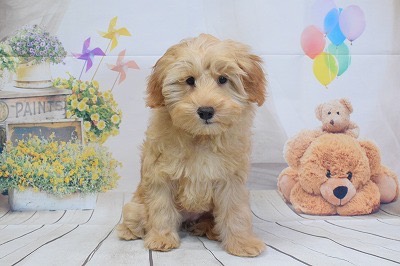 こめこの子犬の頃