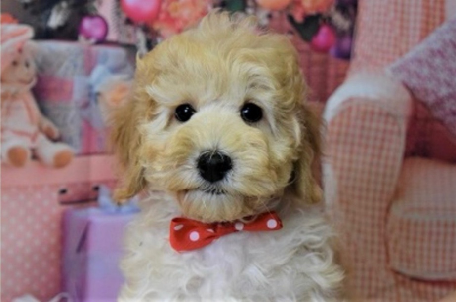 こなの子犬の頃