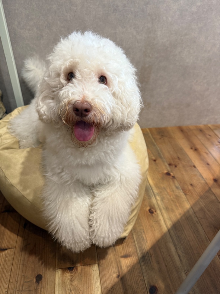 ロッキーの写真