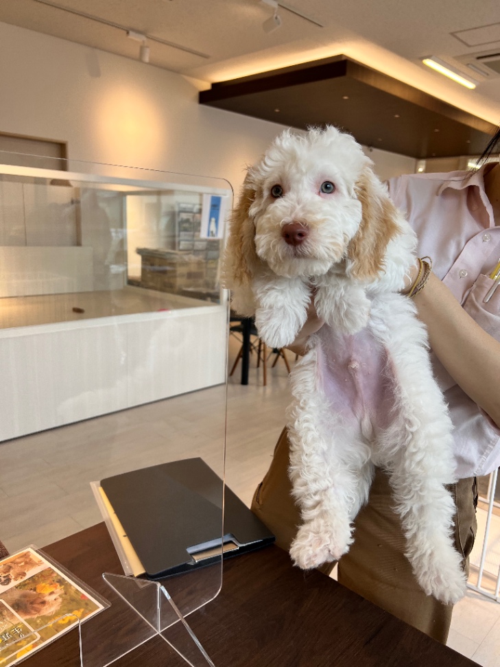 ロッキーの子犬の頃