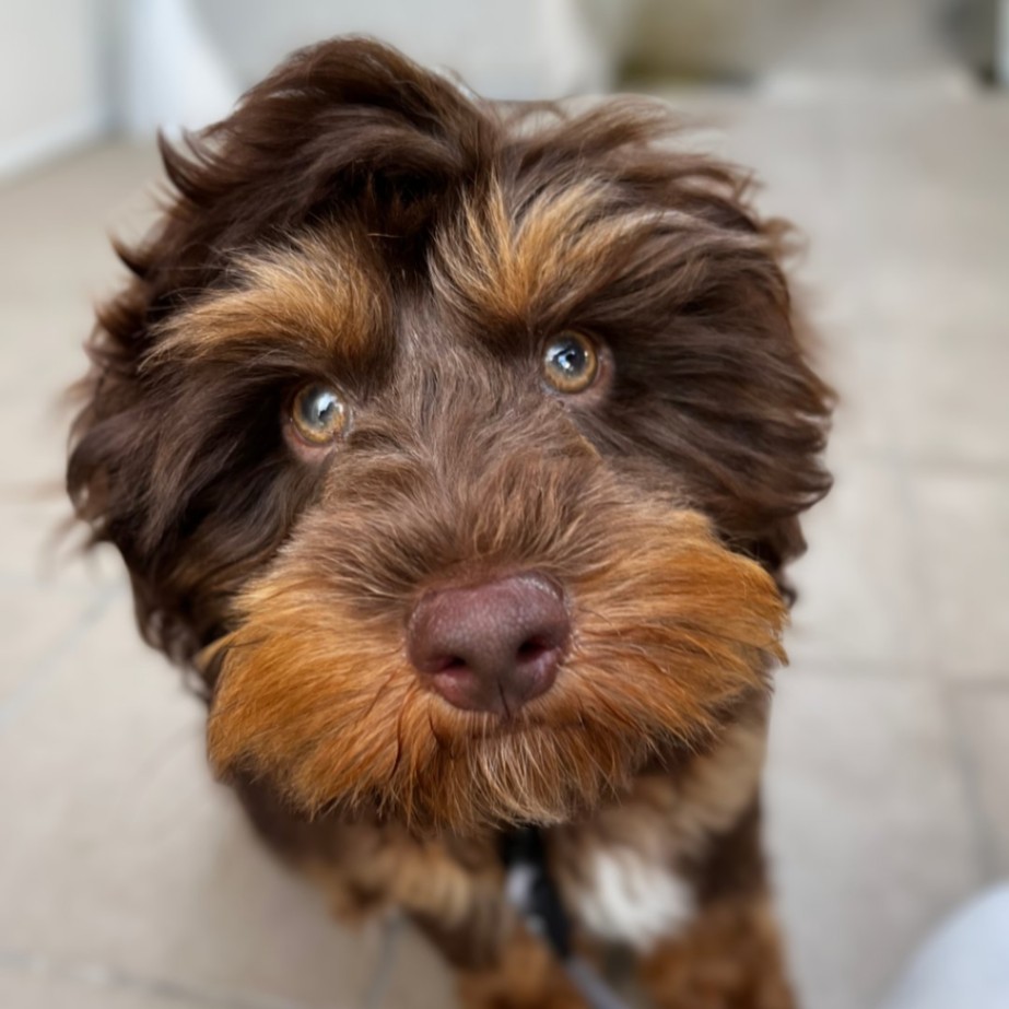 ルイの子犬の頃