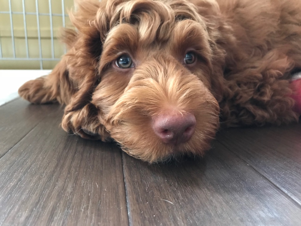 メイの子犬の頃