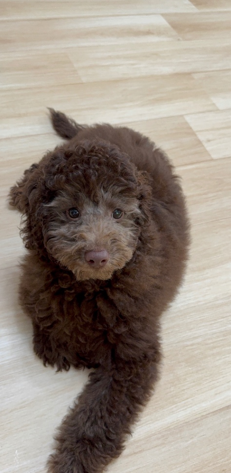 Luca | ルカの子犬の頃