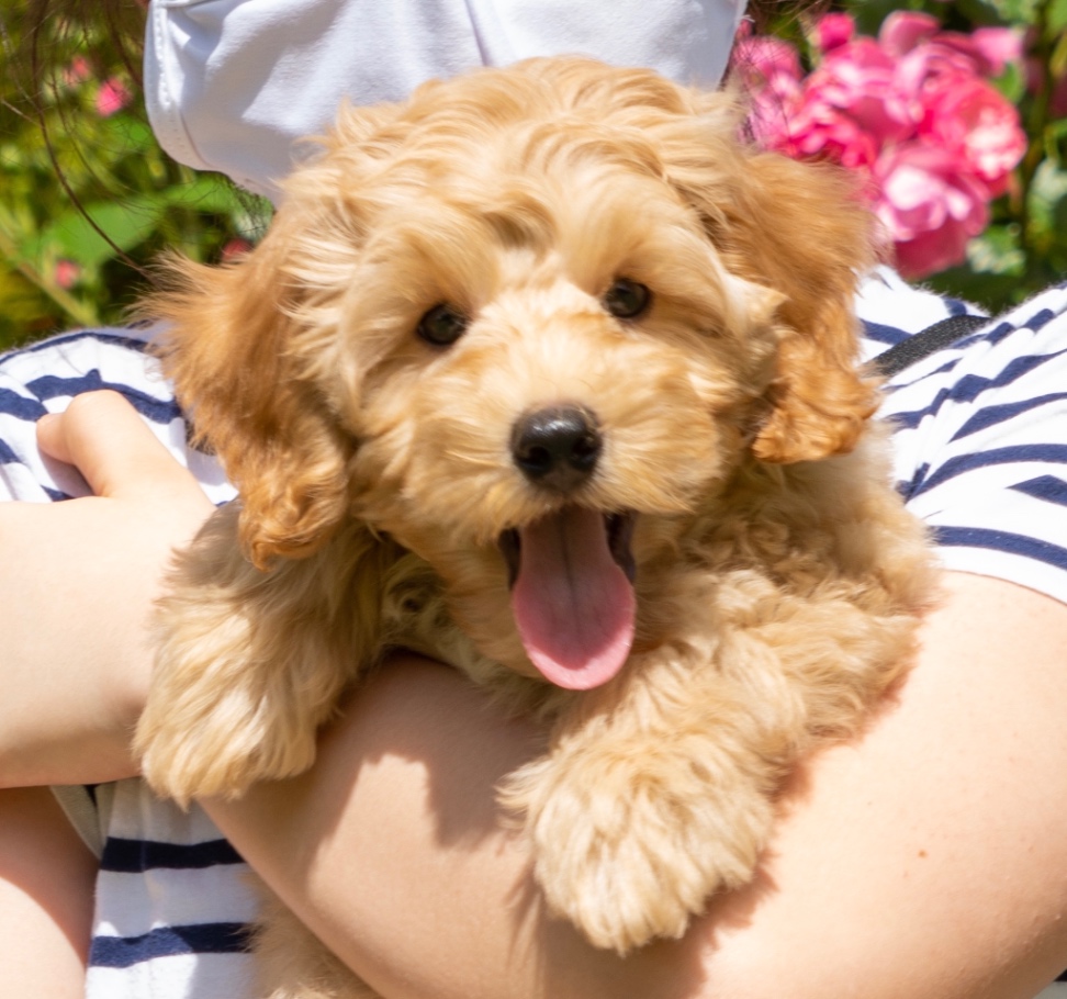 ラフの子犬の頃