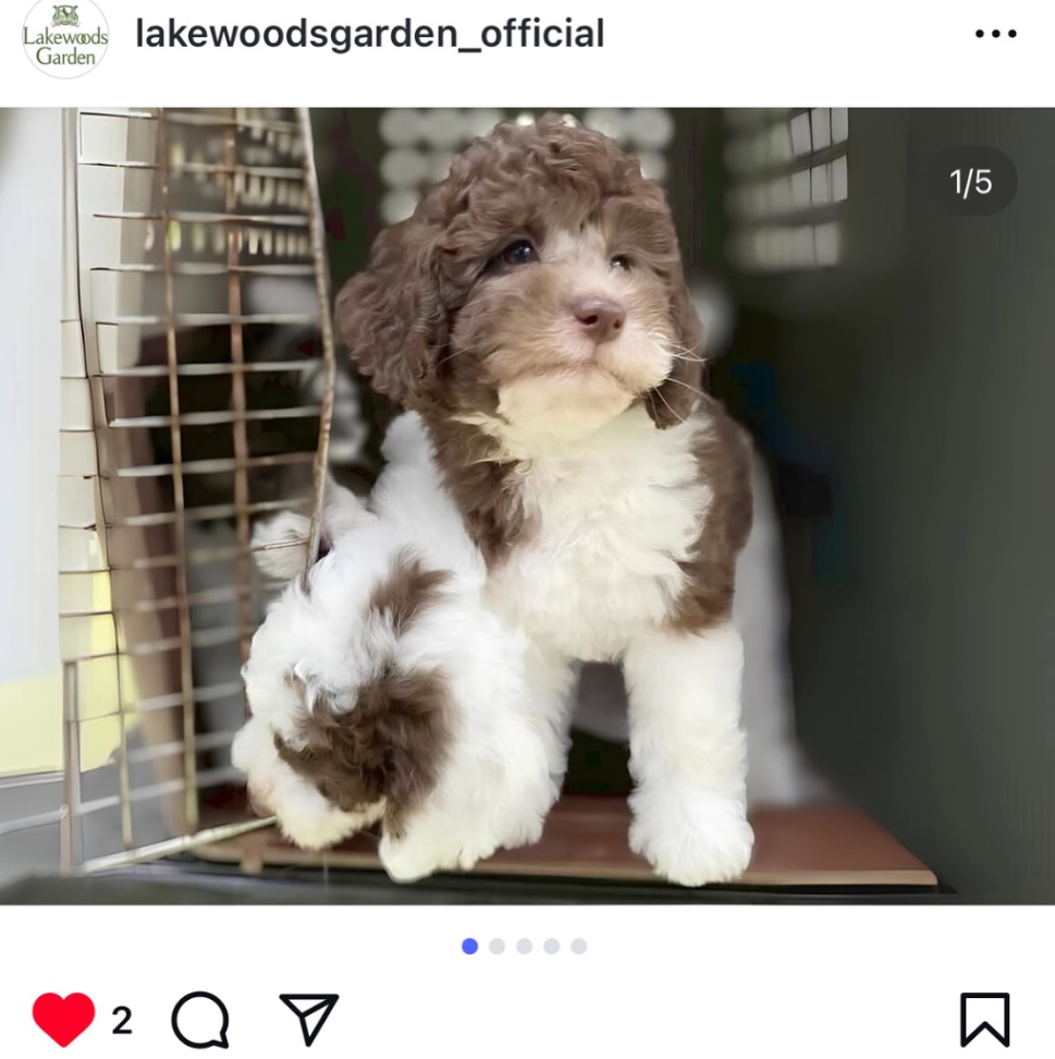 ルルの子犬の頃