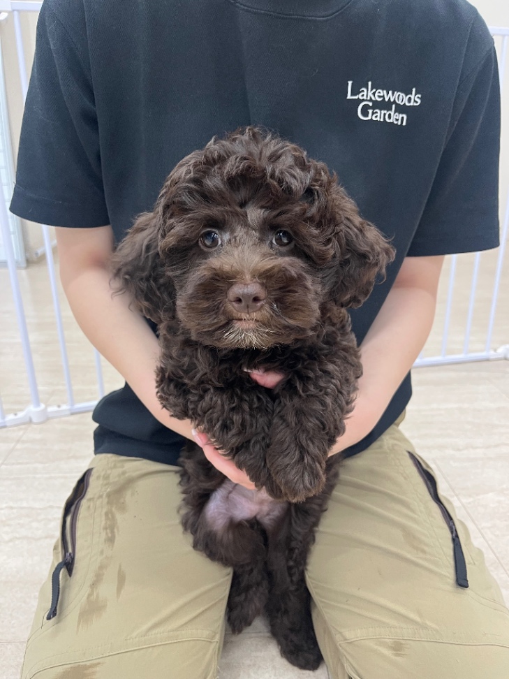 ここあの子犬の頃