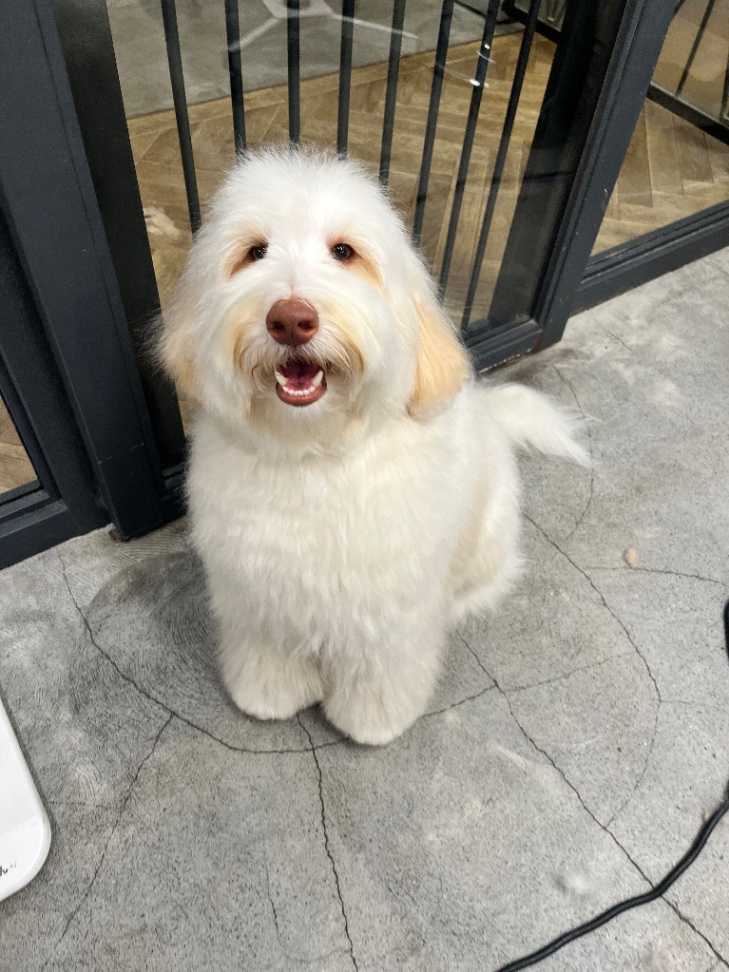 キャンバーの写真