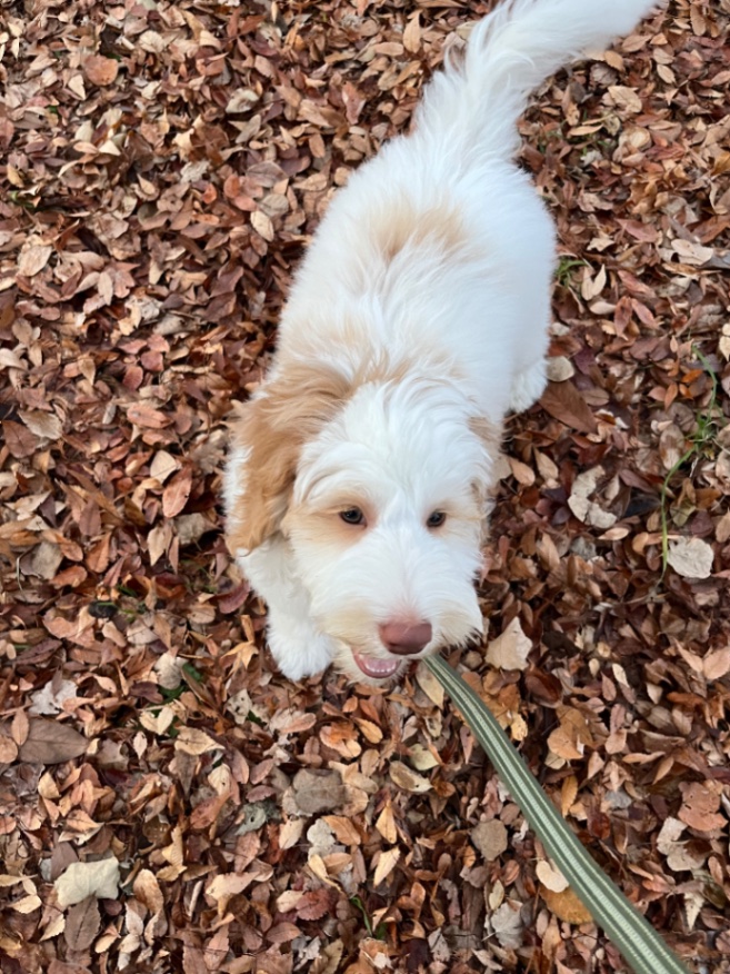 キャンバーの子犬の頃