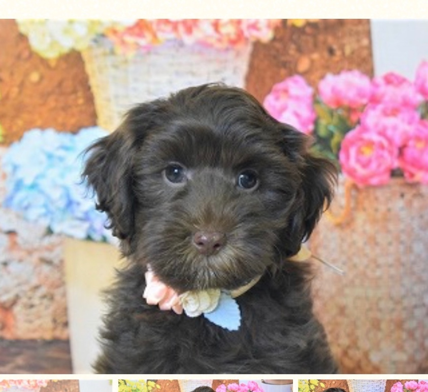 FAYフェイの子犬の頃