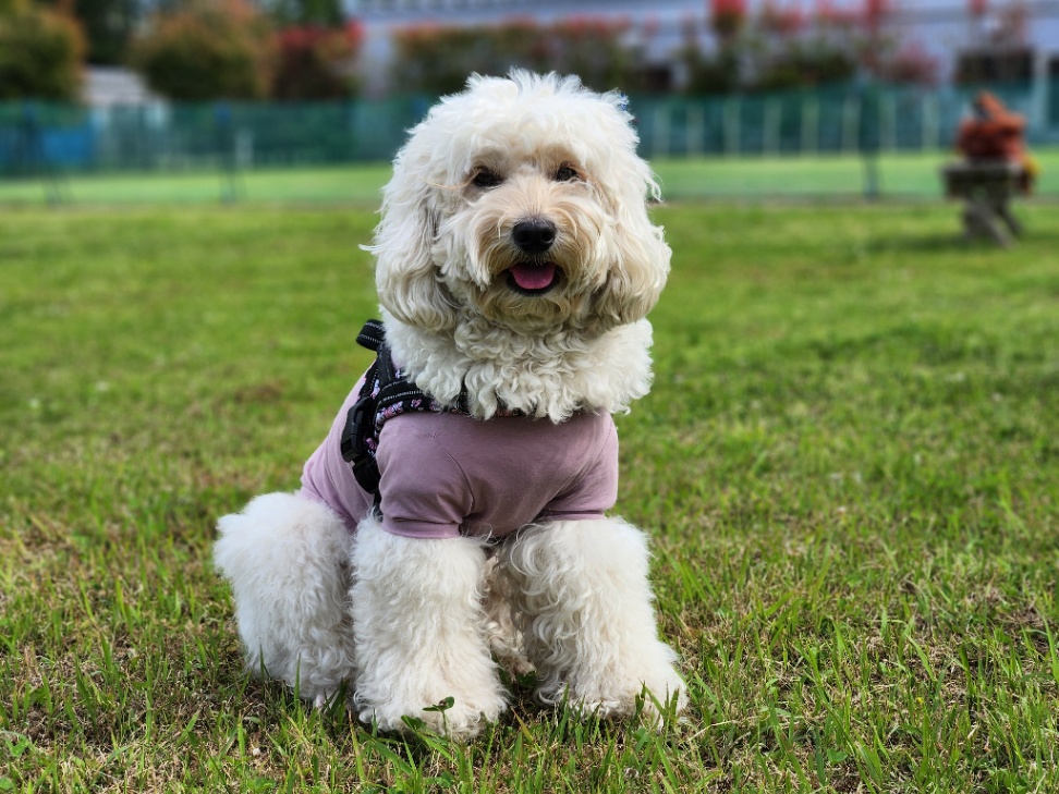 椛蓮(カレン)の写真