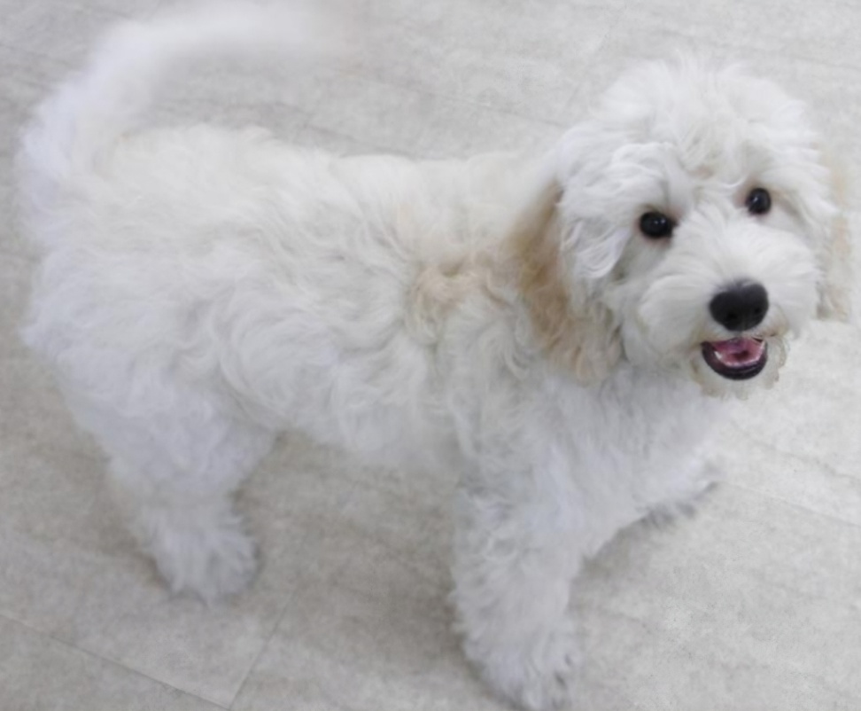 椛蓮(カレン)の子犬の頃