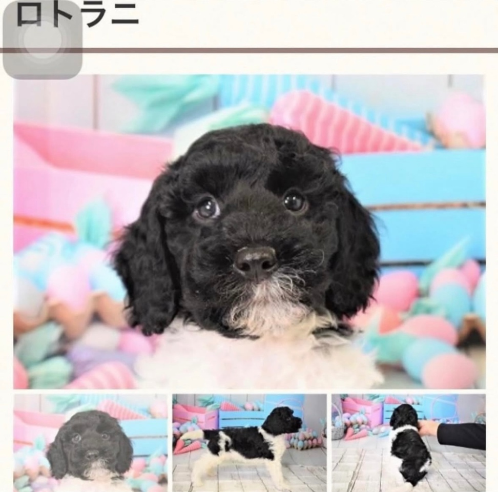 オレオの子犬の頃