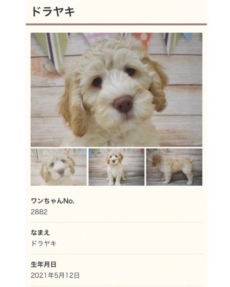 どらやきの子犬の頃