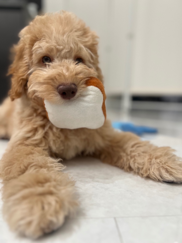 モコの子犬の頃