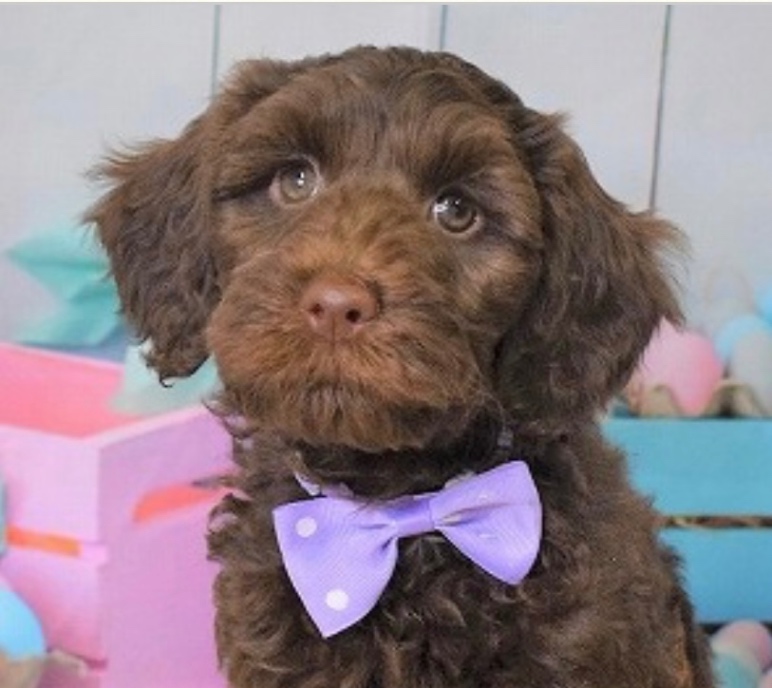 あくびの子犬の頃