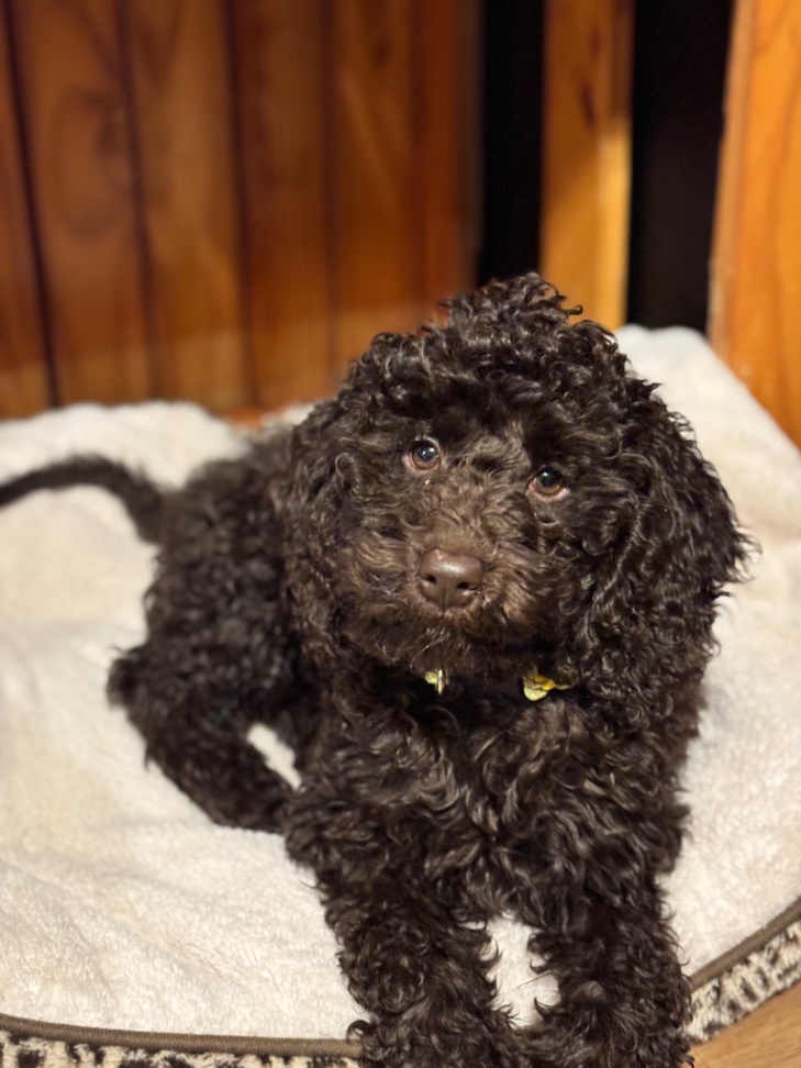 ノエルの子犬の頃