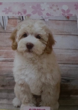 ナノの子犬の頃