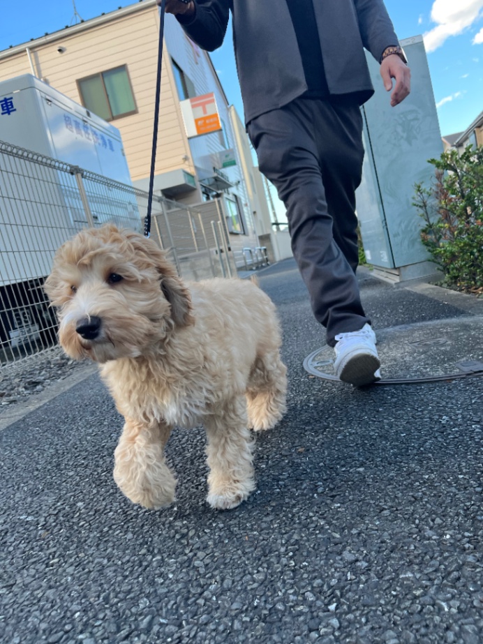 Discoの子犬の頃