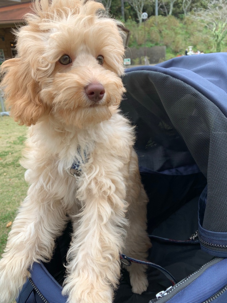 フリッツの子犬の頃