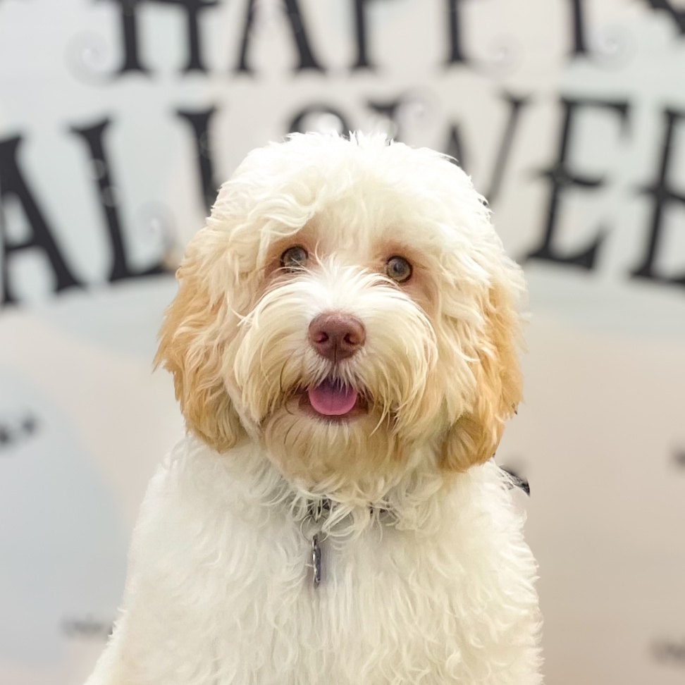 OLLIE オーリーの写真