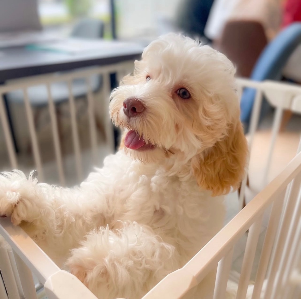 OLLIE オーリーの子犬の頃