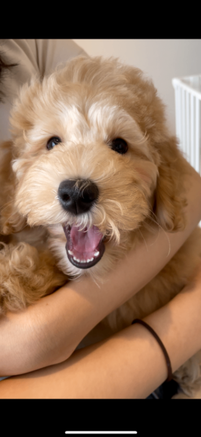 ライカの子犬の頃