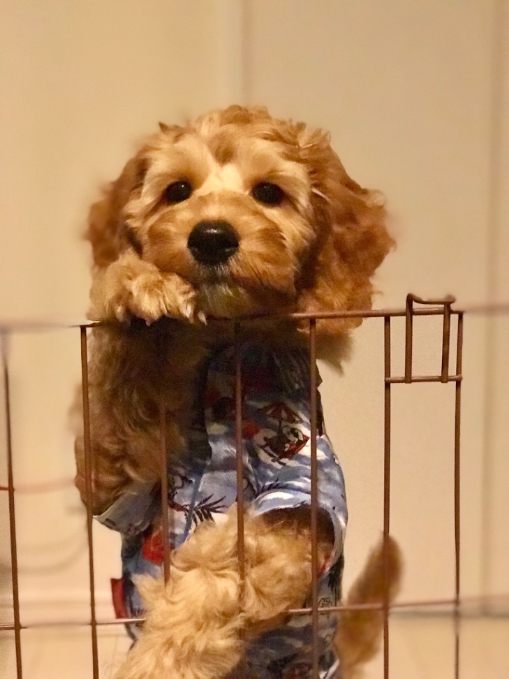 モアナの子犬の頃