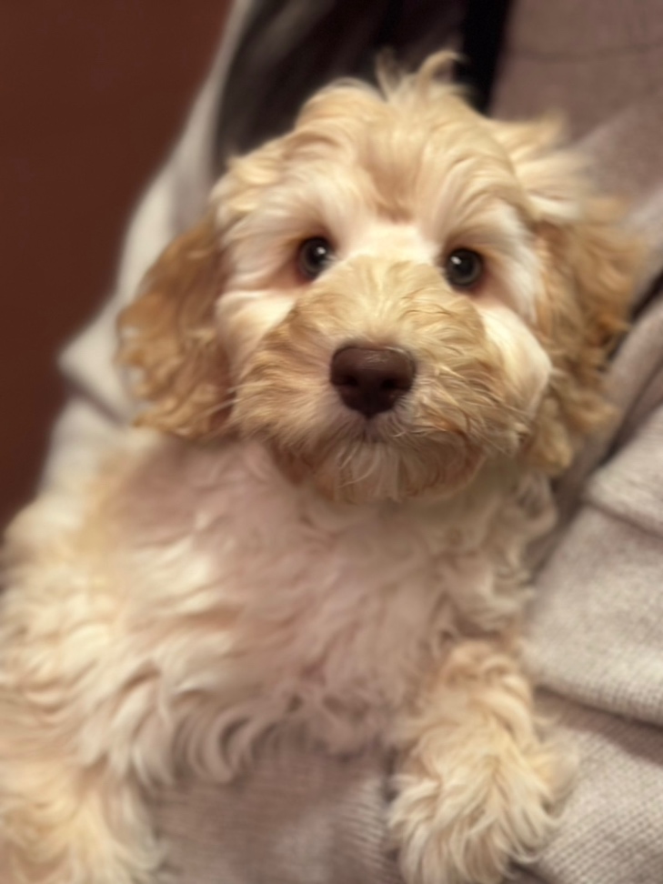 ルアナの子犬の頃