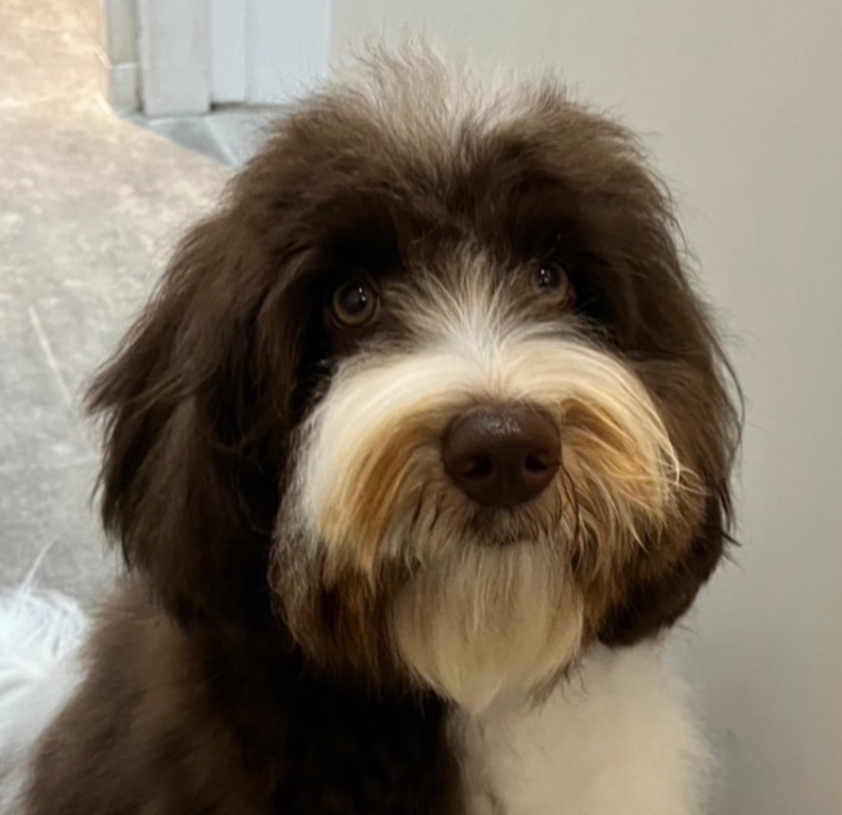 シェリーの写真