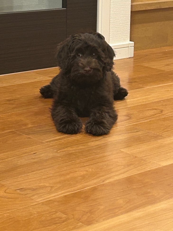 ロコの子犬の頃