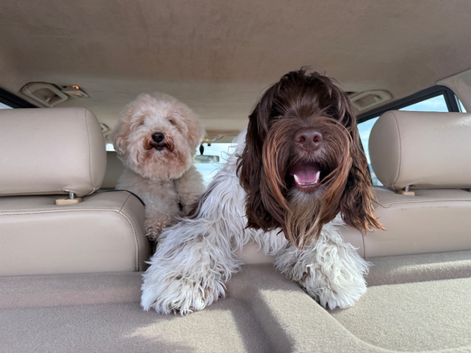 ディップの写真