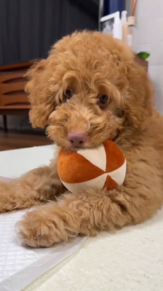 むくの子犬の頃