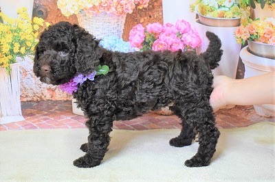 ラビの子犬の頃