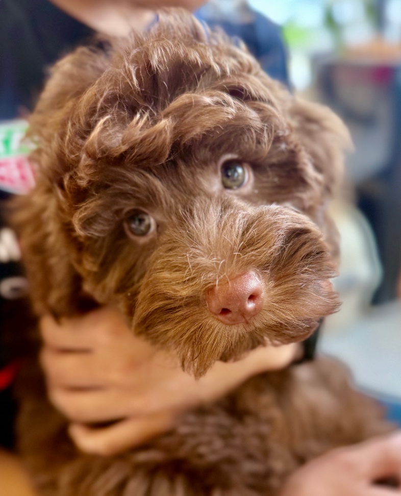 Norrisの子犬の頃