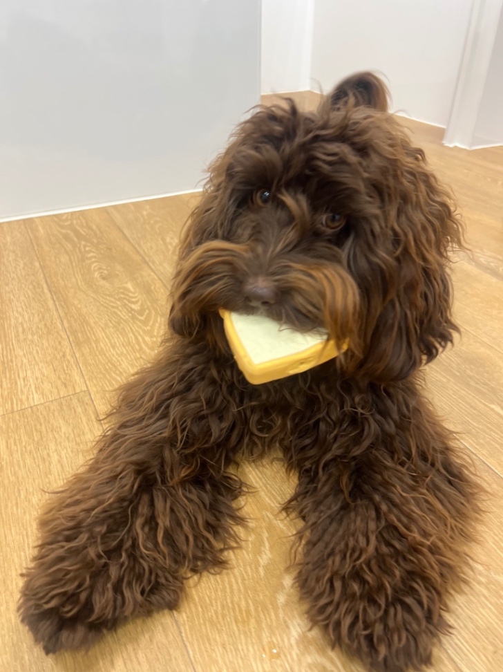 茴（うい）の写真