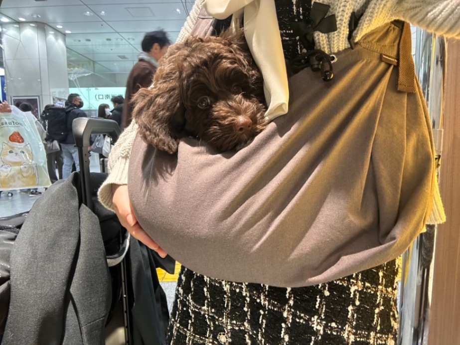 茴（うい）の子犬の頃