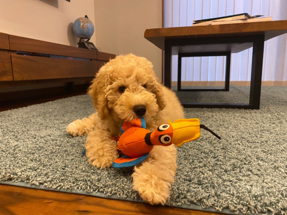 モコの子犬の頃